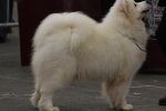 CACIB Femelle Bordeaux 2014